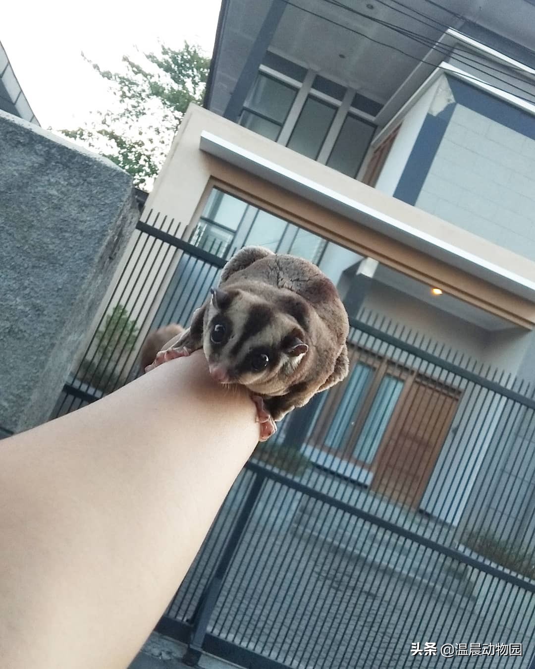 蜜袋鼯弃养可以喝羊奶吗,蜜袋鼯被弃养原因