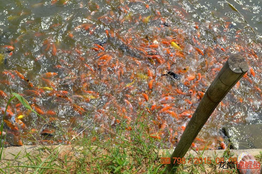 锦鲤苗成长,日本锦鲤水花苗成长