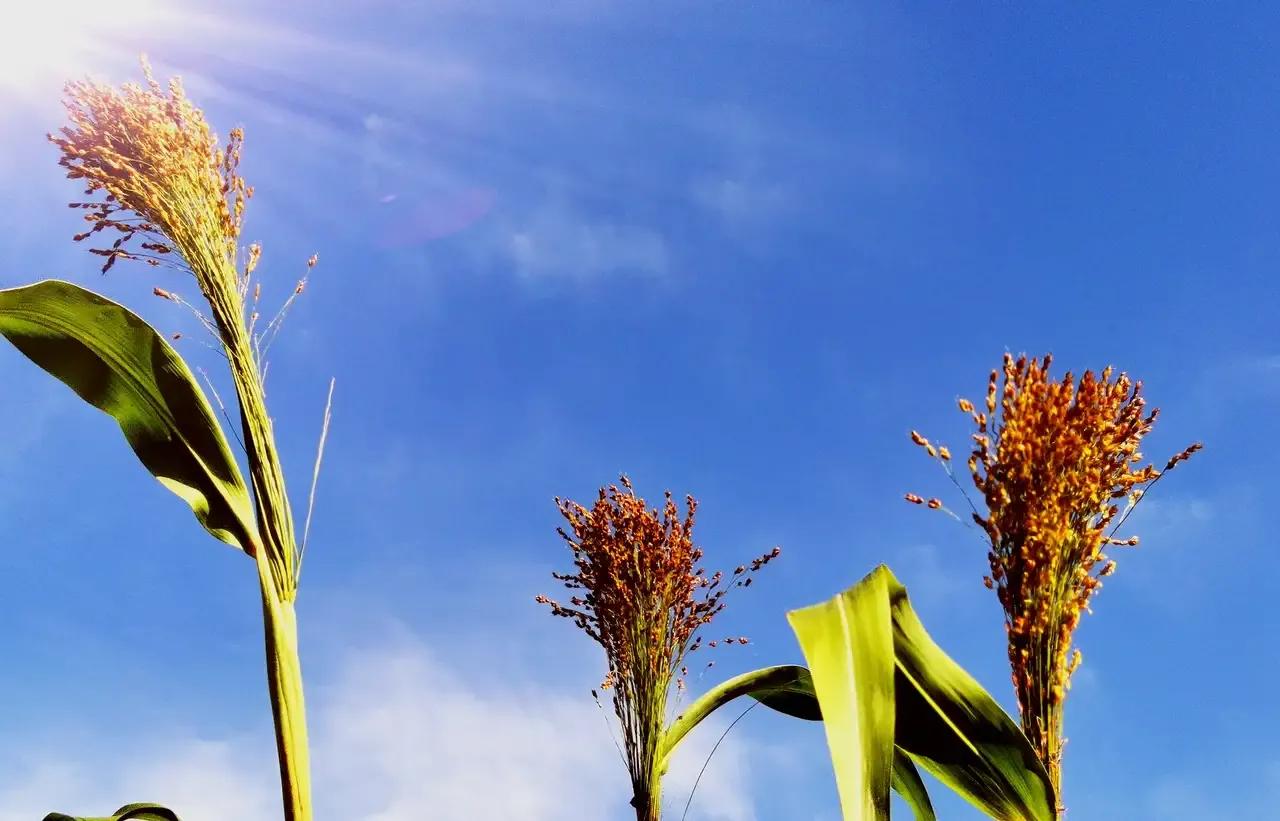 你认识野菜吗图片,你认识田间的草吗