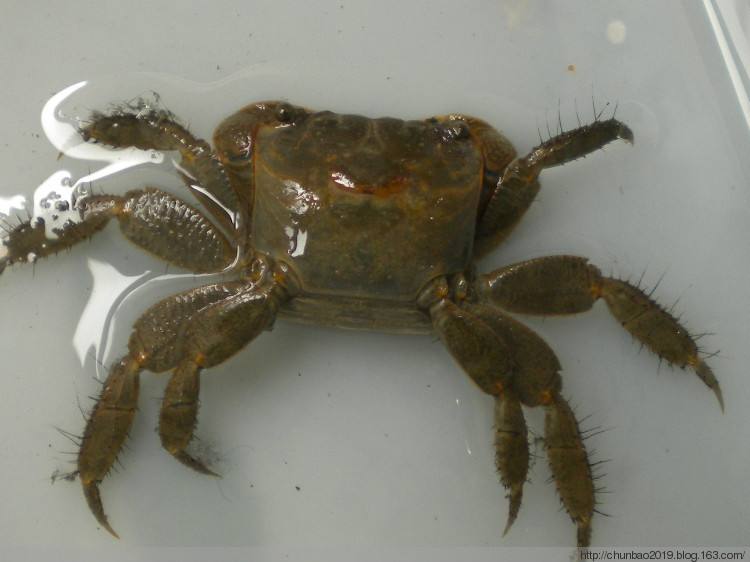 吃了没蒸熟的螃蟹用什么解救措施,活螃蟹冷冻后能吃吗如何煮螃蟹