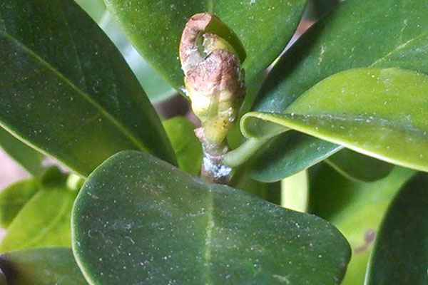 榕树换盆后叶子发黄掉叶怎么办,三层榕树叶子发黄脱落是什么原因