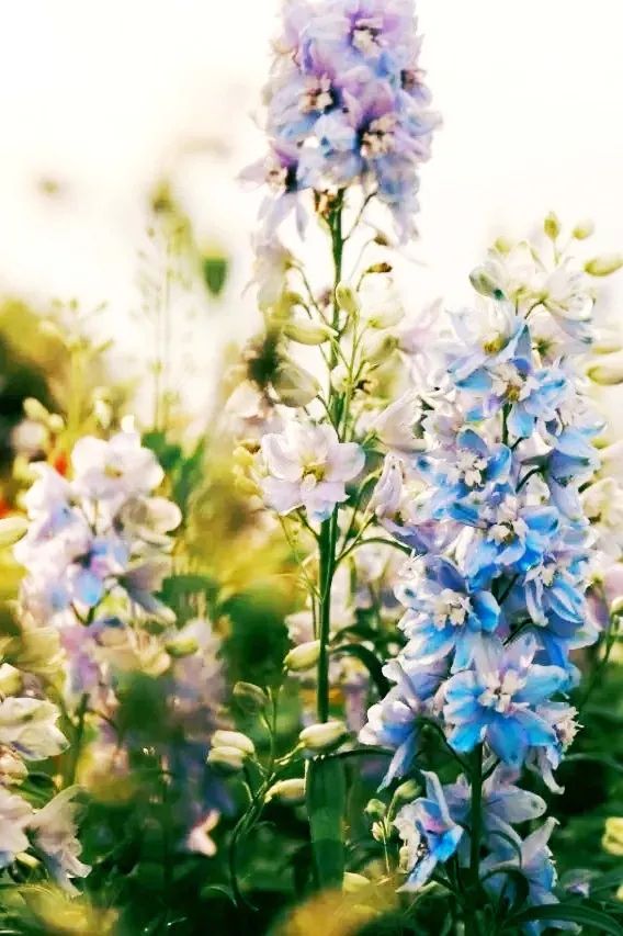 杜邑国家遗址公园,杜邑遗址公园和杜陵遗址公园