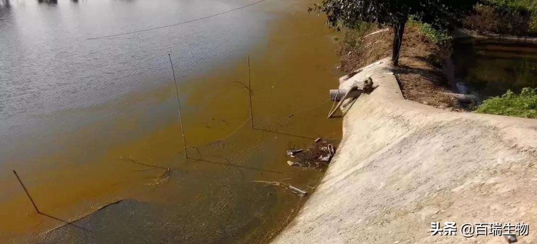 养殖水臭怎么去除最好方法,水产养殖水锈怎么办