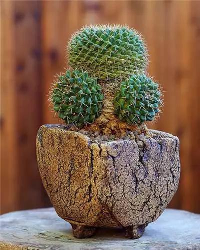 多肉大师手绘花盆,多肉顶级玩家