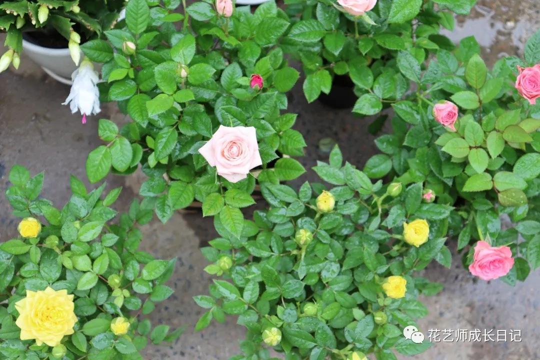 <html>
<head><title>502BadGateway</title></head>
<body>
<center><h1>502BadGateway</h1></center>
<hr><center>nginx</center>
</body>
</html>
<!--apaddingtodisableMSIEandChromefriendlyerrorpage-->
<!--apaddingtodisableMSIEandChromefriendlyerrorpage-->
<!--apaddingtodisableMSIEandChromefriendlyerrorpage-->
<!--apaddingtodisableMSIEandChromefriendlyerrorpage-->
<!--apaddingtodisableMSIEandChromefriendlyerrorpage-->
<!--apaddingtodisableMSIEandChromefriendlyerrorpage-->
