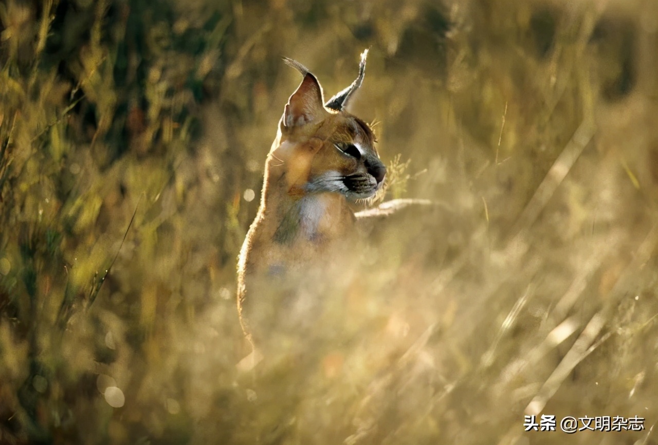 幽秘的长耳精灵——狞猫