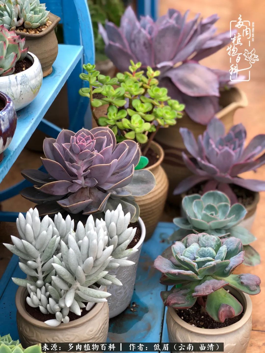 多肉怎么养度夏,多肉怎么养之度夏篇