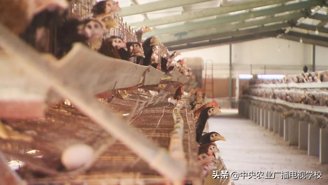 田间示范秀养鸡视频,田间示范秀节目