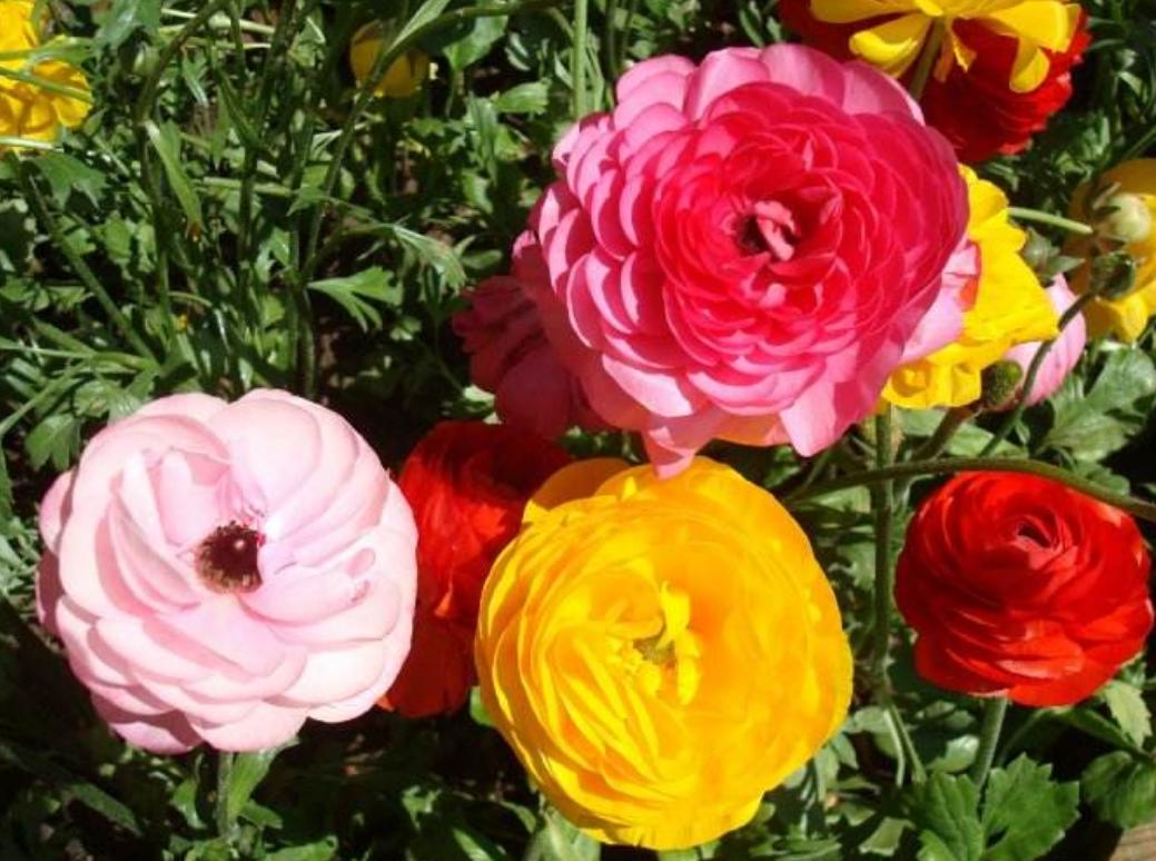 绿植黄叶应该施什么肥,植物黄叶用什么改变