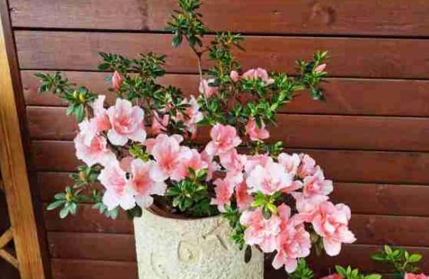 冬天杜鹃花浇什么肥料最好,不要再给枯萎的花浇水了