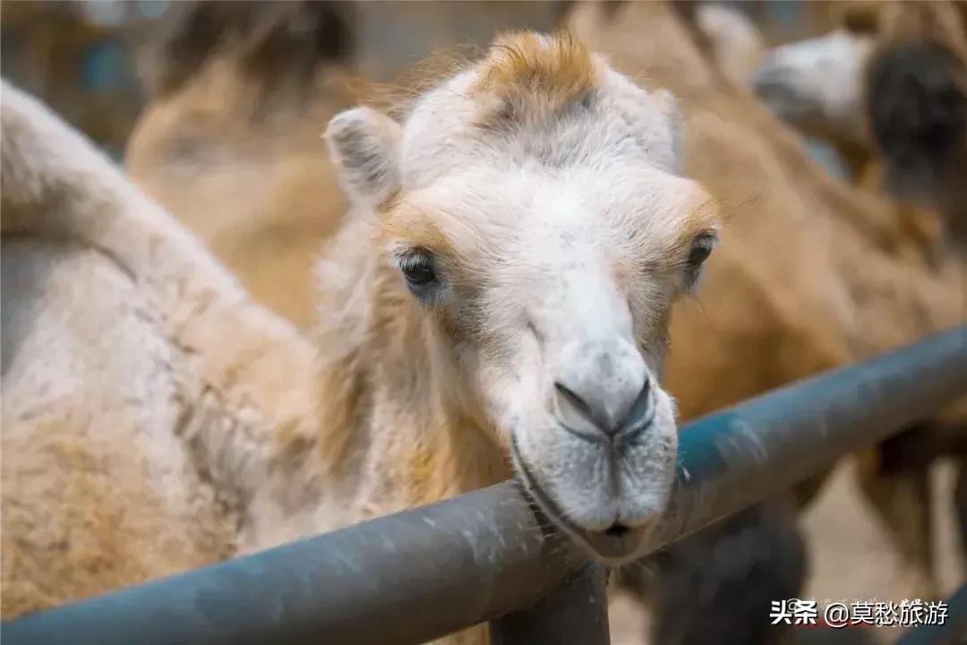 南京栖霞区免费游玩景点推荐,南京春节期间免费景点