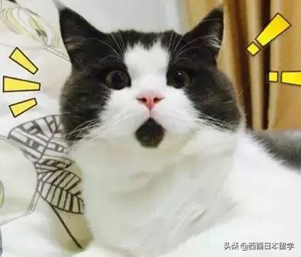 日本手机为什么拍照又能静音了,为什么日本拍照设备不静音