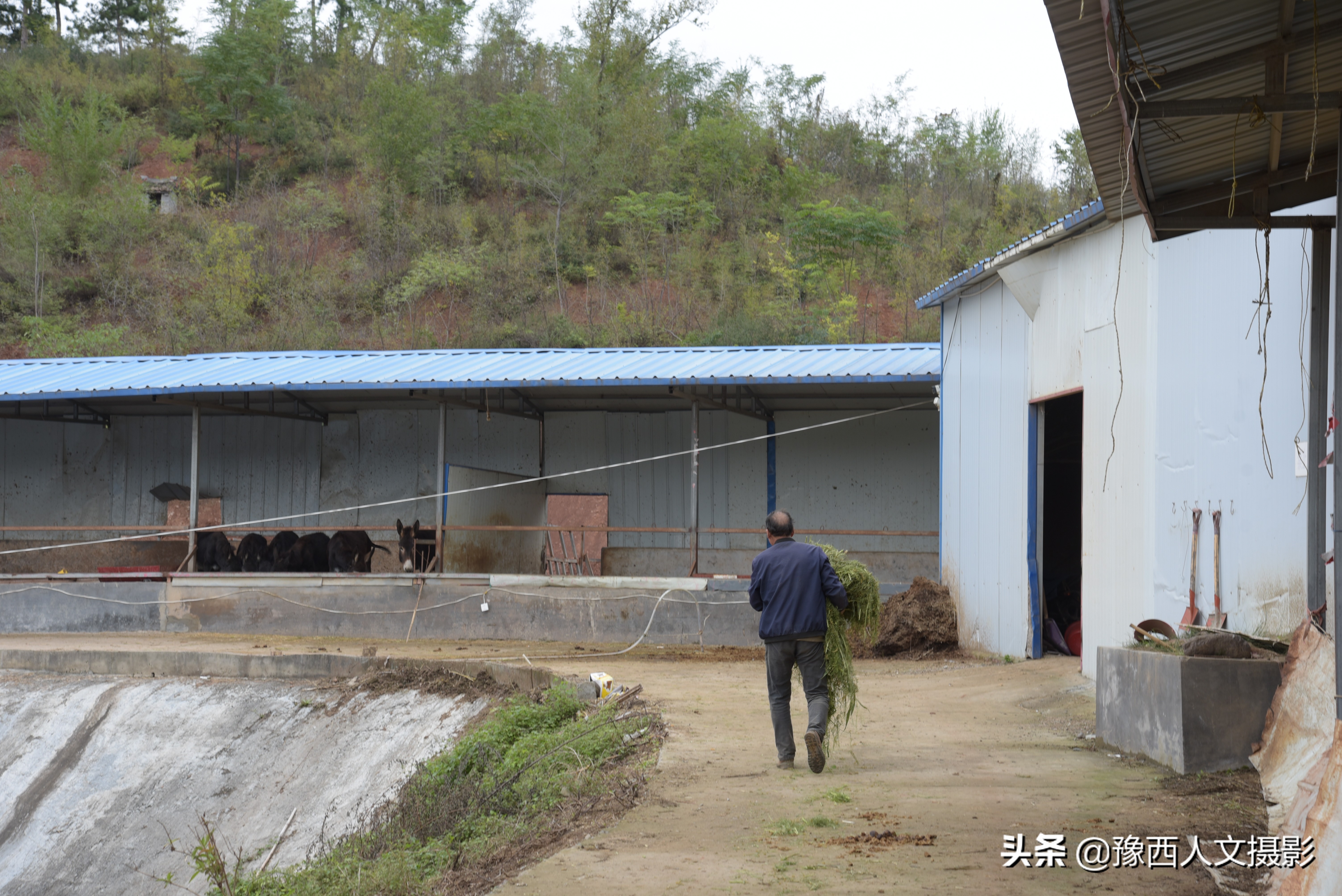 山西农村大爷养驴,农村大叔养驴的故事