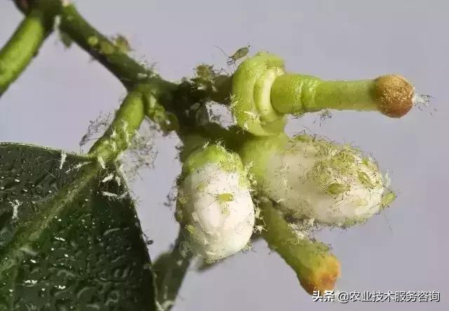 柑橘虫害高清图谱及防治方法,柑橘虫害物理消灭