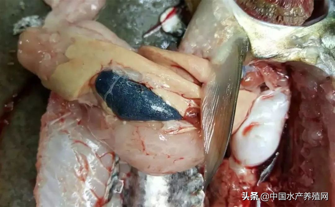 草鱼肝胆综合症最佳治疗方案,简述草鱼肝胆综合征的症状