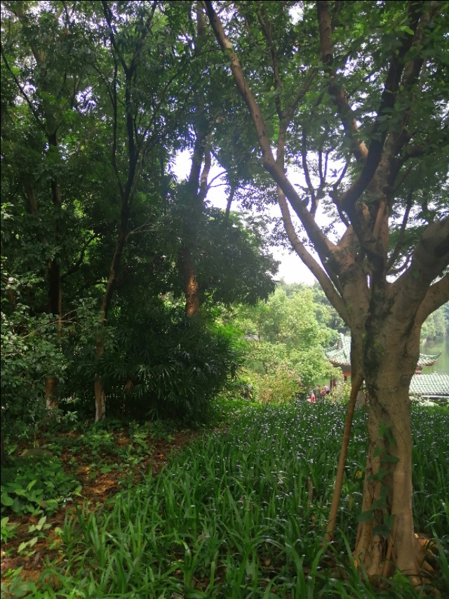 东莞旗峰公园掠影,东莞旗峰公园大体俯视图片