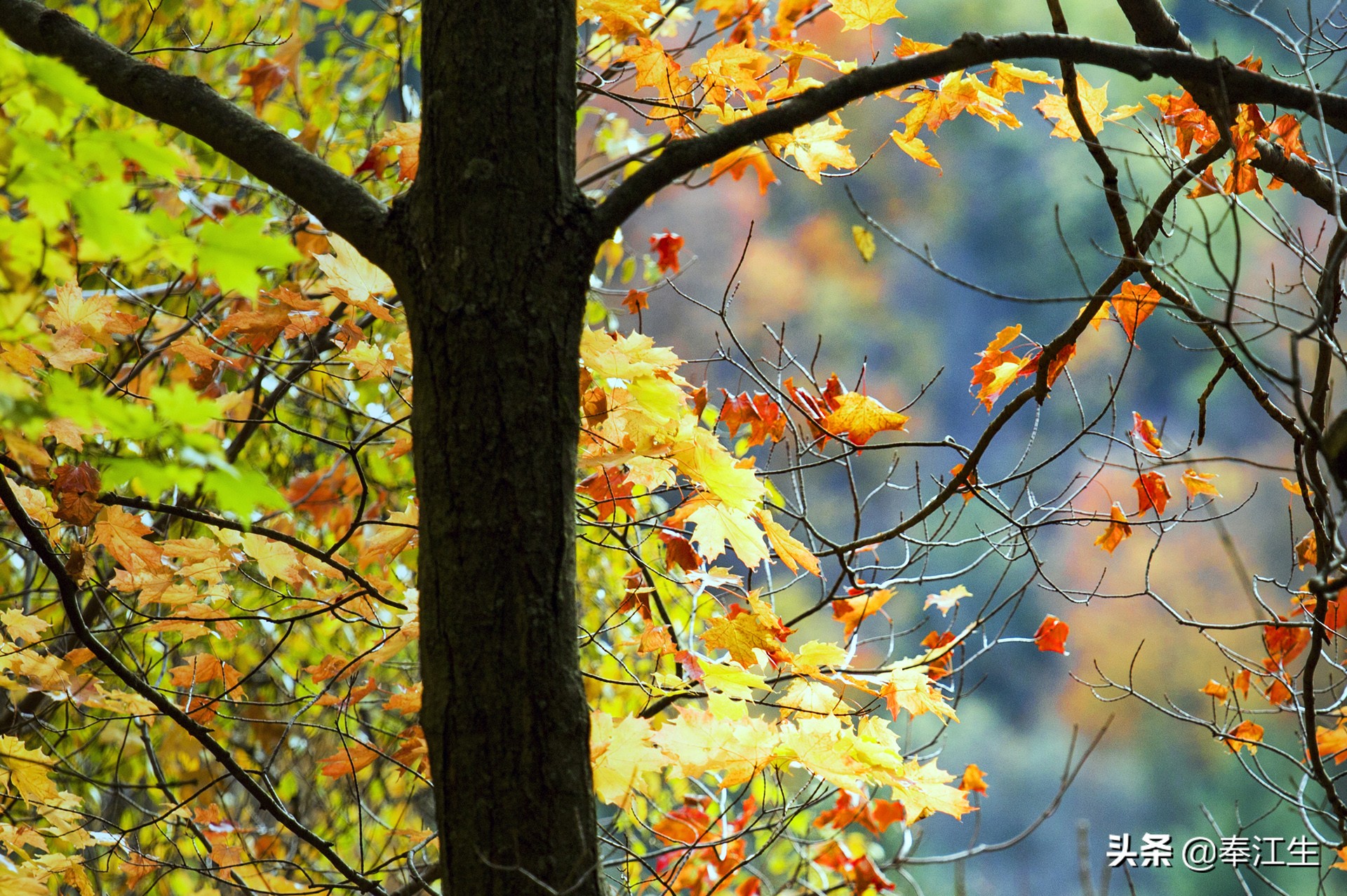加拿大的福利待遇,加拿大福利汇总