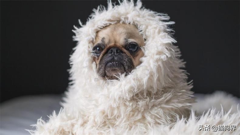 法斗耳螨特别严重怎么清理,有什么土方法去除耳螨