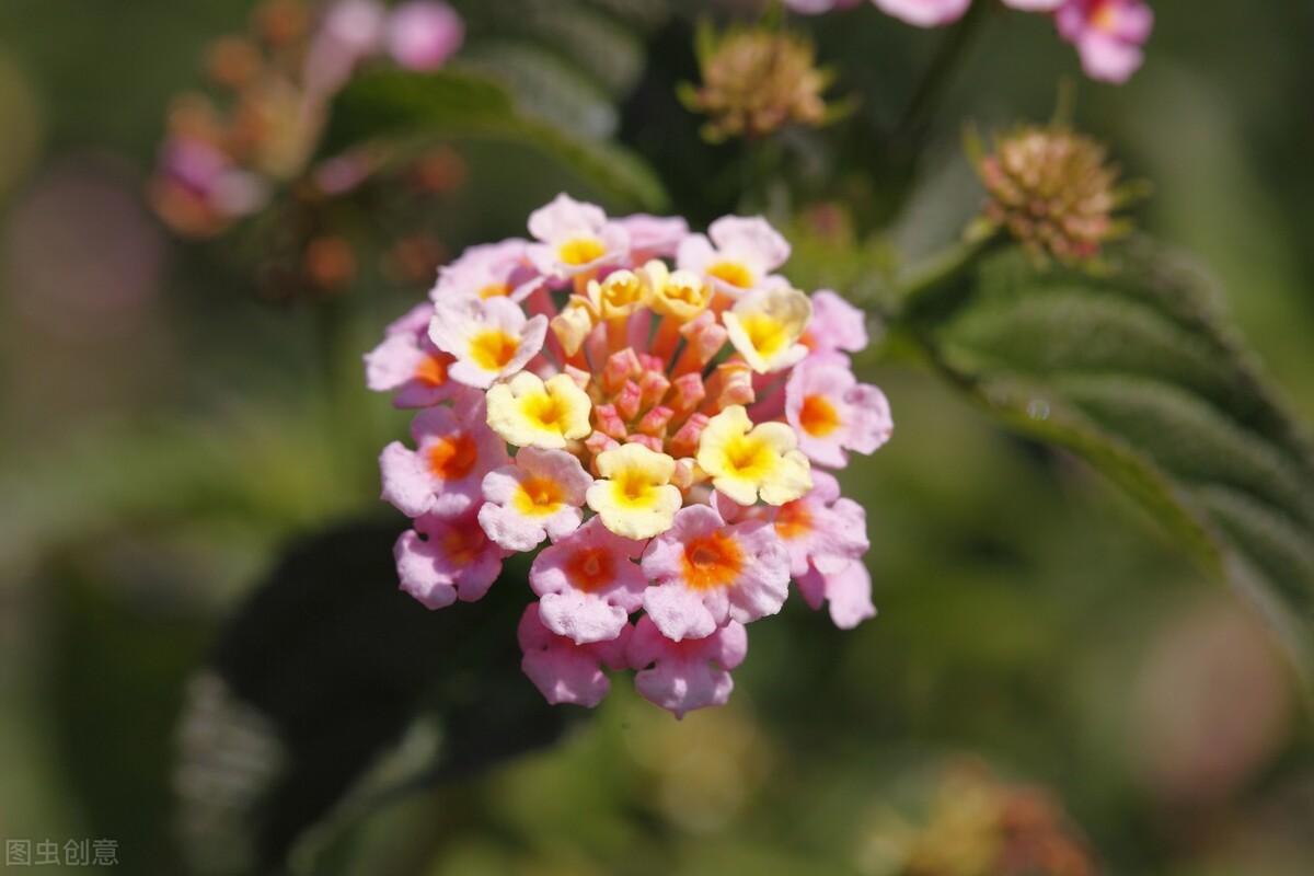 园林人需要知道的85个花卉知识,园林花卉的种类及图片