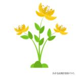 成人看图学英语之各种类型的花