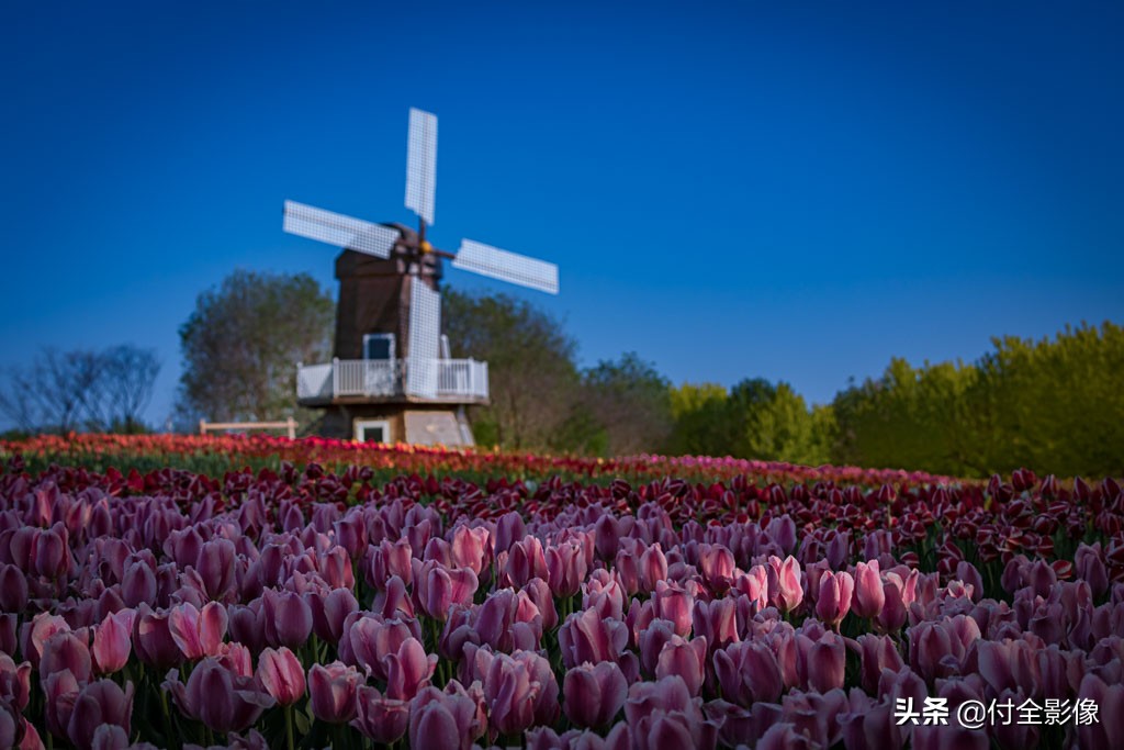 北京国际鲜花港门票优惠,北京国际鲜花港夏天
