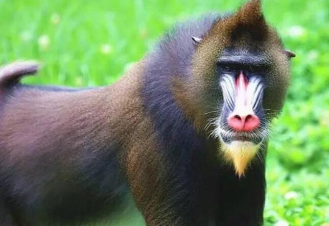 东北四大神兽滚犊子是啥？