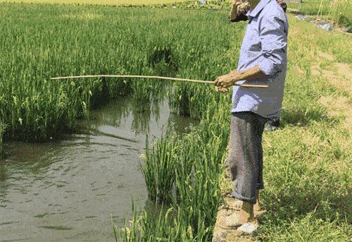 适合农村创业的最新致富项目,平原地区农村创业致富的好项目
