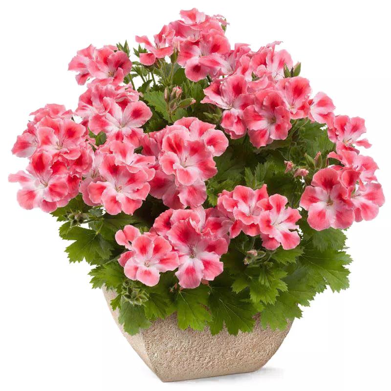 10种天竺葵,天竺葵100种图片大全