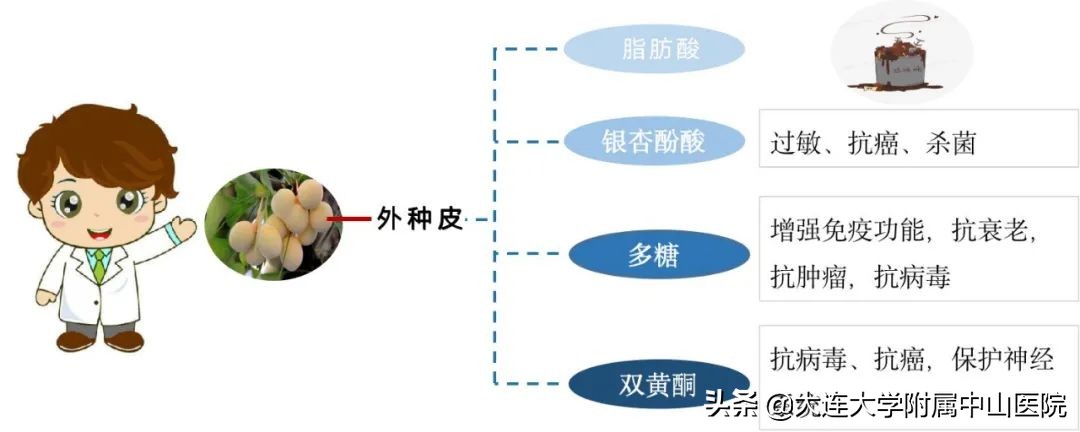 白果的性味归经和治病功效,咨询中医中药白果功效