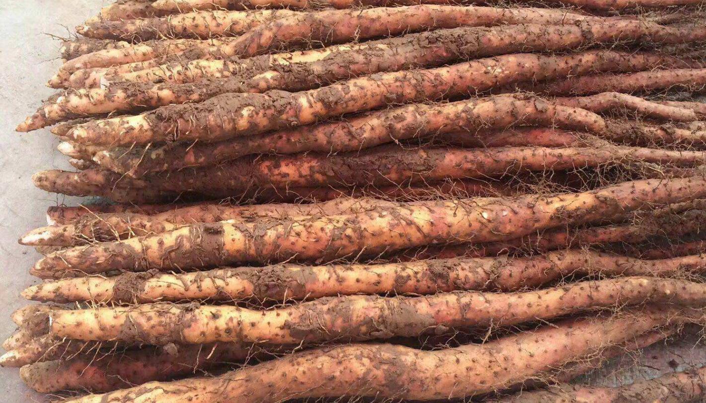 铁棍山药怎么做好吃简单做法,铁棍山药的10种家常吃法图片