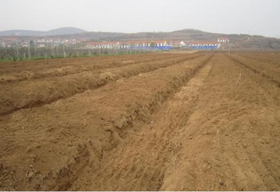 花生的种植方法和最佳种植时间,水种花生种植方法