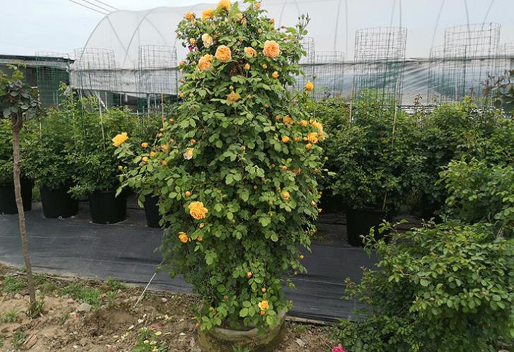 冬季栽种藤本月季怎样养护,藤本月季地栽可以不养护吗