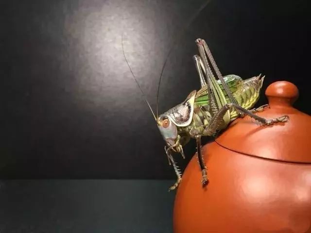 蝈蝈叫百日虫吗,蝈蝈为啥才75天就趴不动了