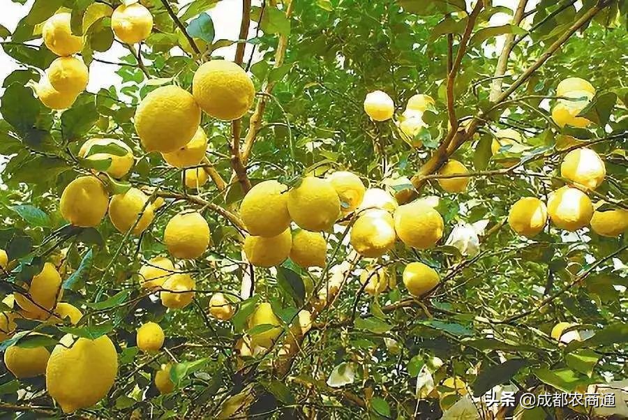 关于柠檬你一定不知道的冷知识 (柠檬有哪些新用法你知道吗)