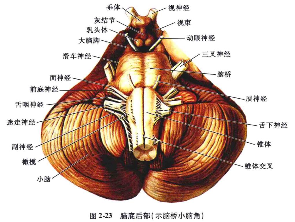 脑干解剖,脑干神经解剖