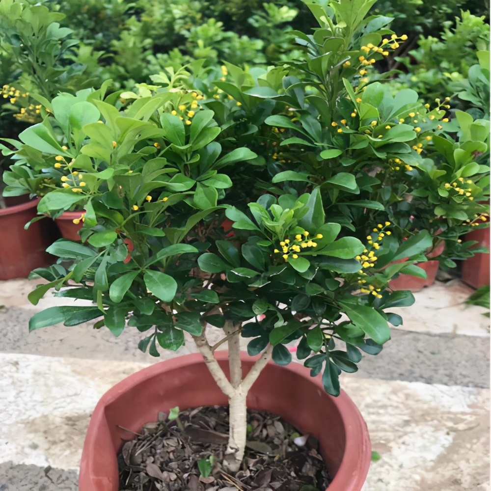 米兰花什么品种好养还花香,米兰花怎么养叶子才会油绿有光泽