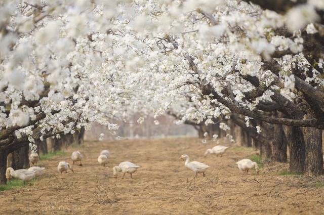 梨花似雪,伊人如梦