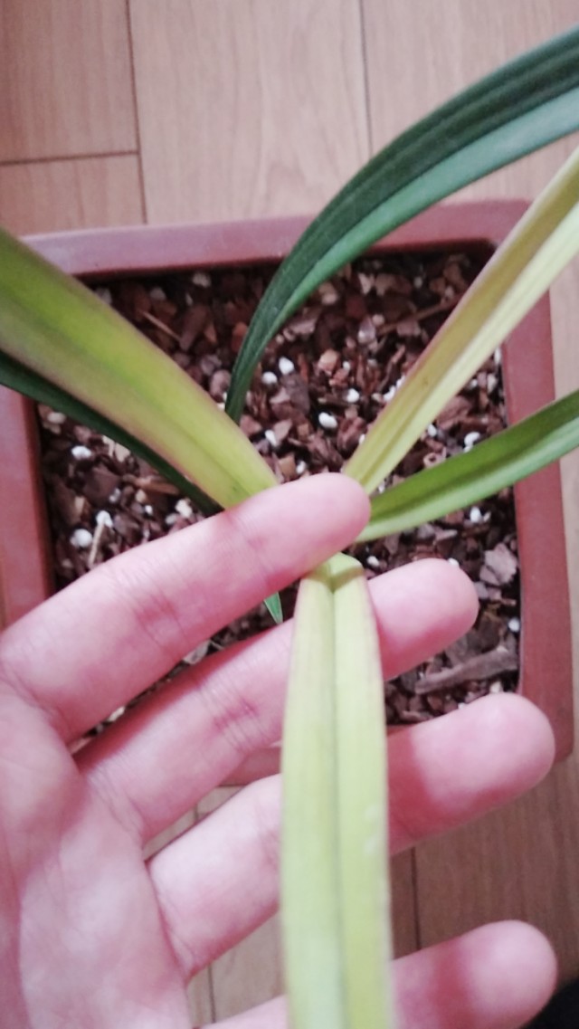 建兰市长红特点,建兰市长红兰花