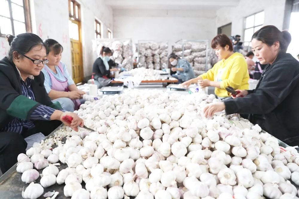 邳州大蒜与金乡大蒜,关于邳州特产大蒜介绍