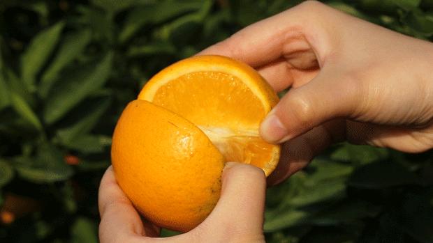 超爽福利暴击！高山神秘“金疙瘩”,甜蜜你的冬天