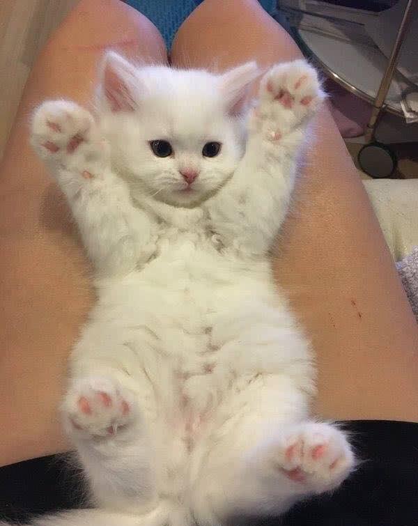 游广州长隆动物园作文400字四年级,小小动物园四年级优秀的作文400字