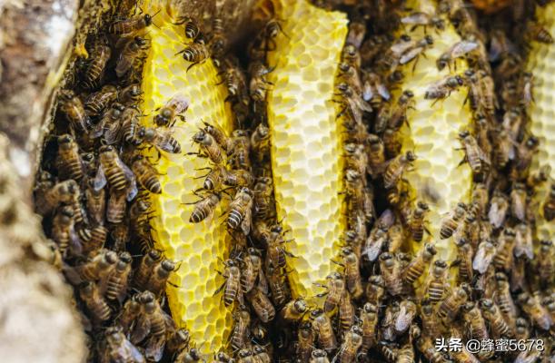 野生蜂蜜和家养蜂蜜的区别,怎样区分野生蜂蜜和自产蜜