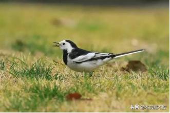 诗经中关于鸟的句子,诗经中寓意美好的鸟