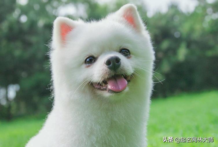 时尚潮流狗狗名字,有趣的狗狗名称