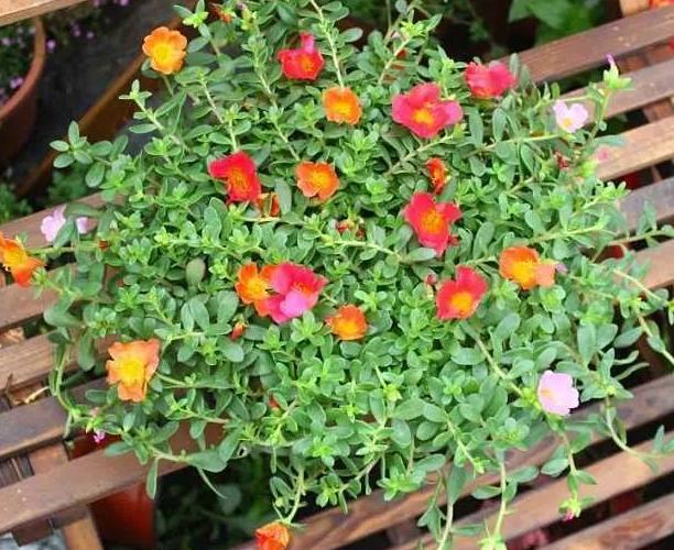 如何防止水培植物烂根的方法,盆栽积水补救方法