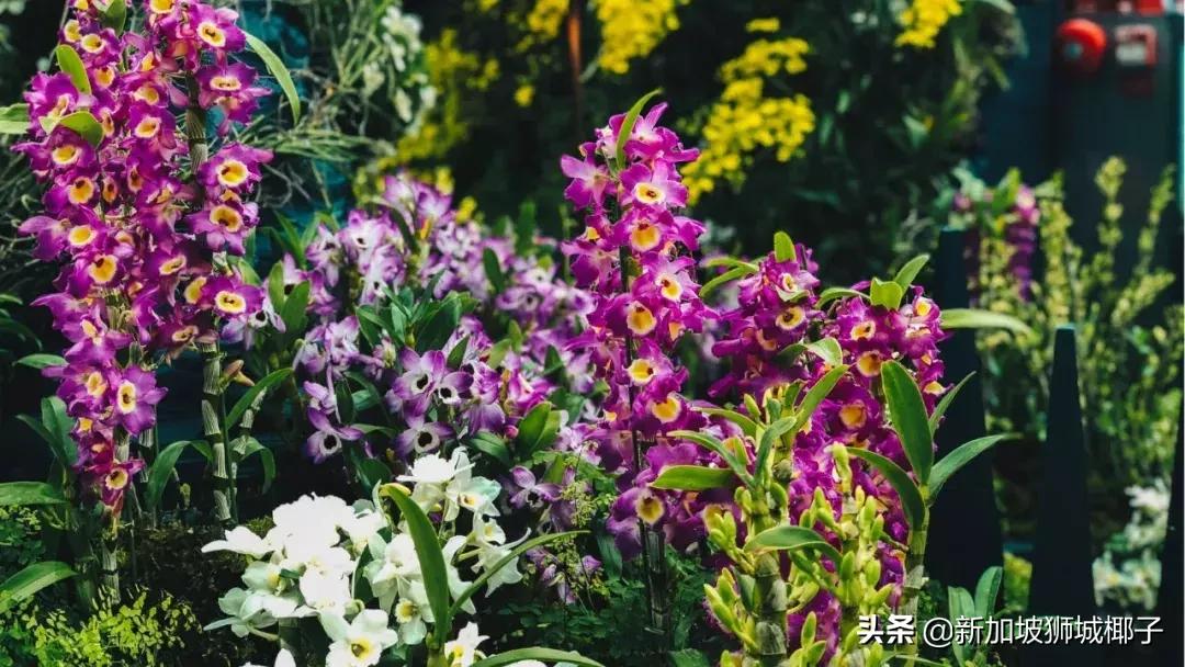 新加坡旅游攻略推荐花园,新加坡花园最新消息