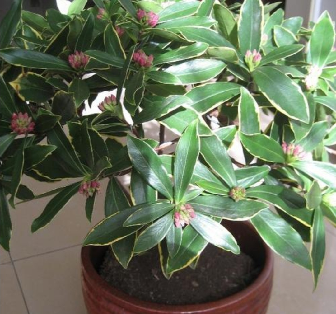 家里养盆“香味花”，春节期间开花，满屋花香扑鼻