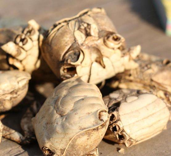 老中医可以给孩子起名吗,用中药名字给孩子取名可以吗