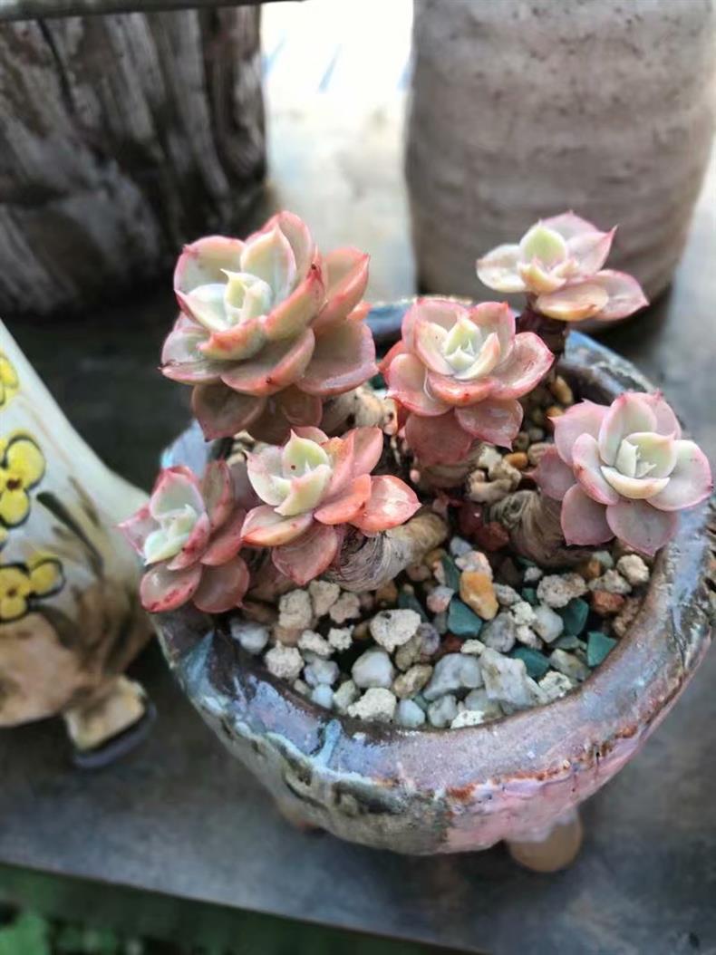 多肉叶插苗怎么养成老桩,多肉叶插小苗怎么带大