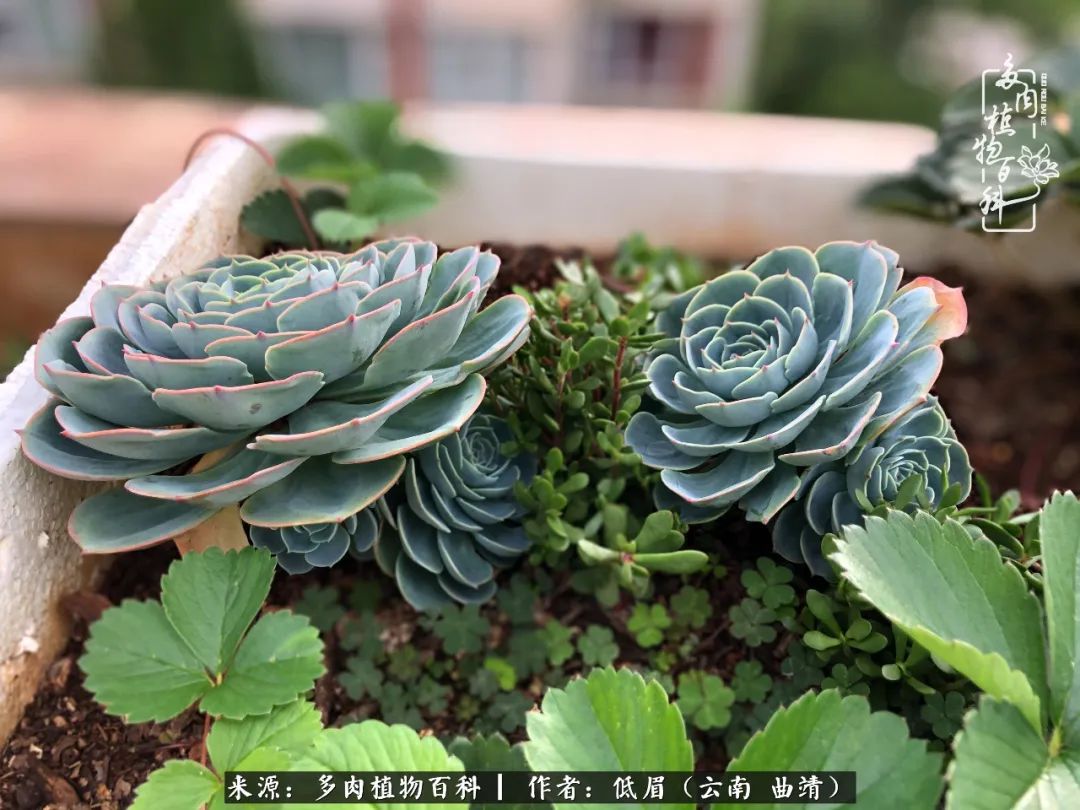 多肉怎么养度夏,多肉怎么养之度夏篇